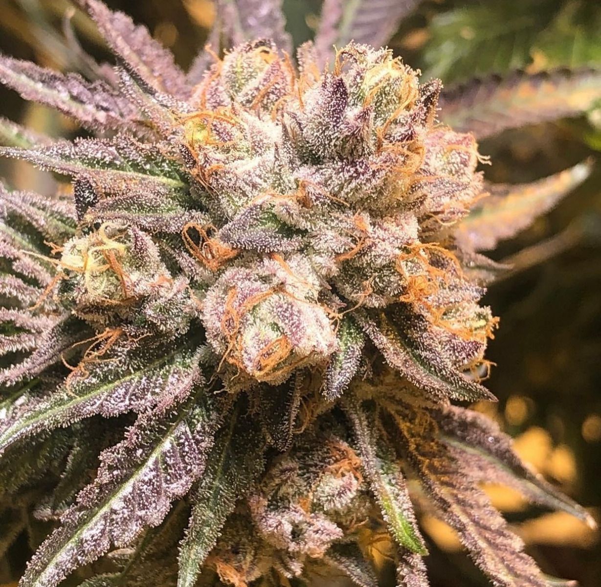 Purple Chem (FEM)
