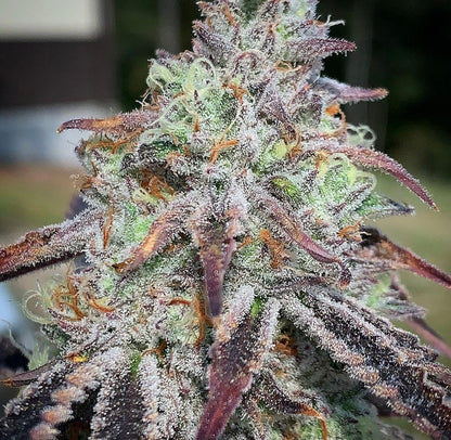 PURPLE DIESEL FEMINIZED CANNABIS SEEDS