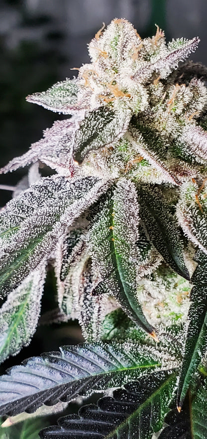 COSMIC LACEZ (FULL THRUST X LACEZ) FEM