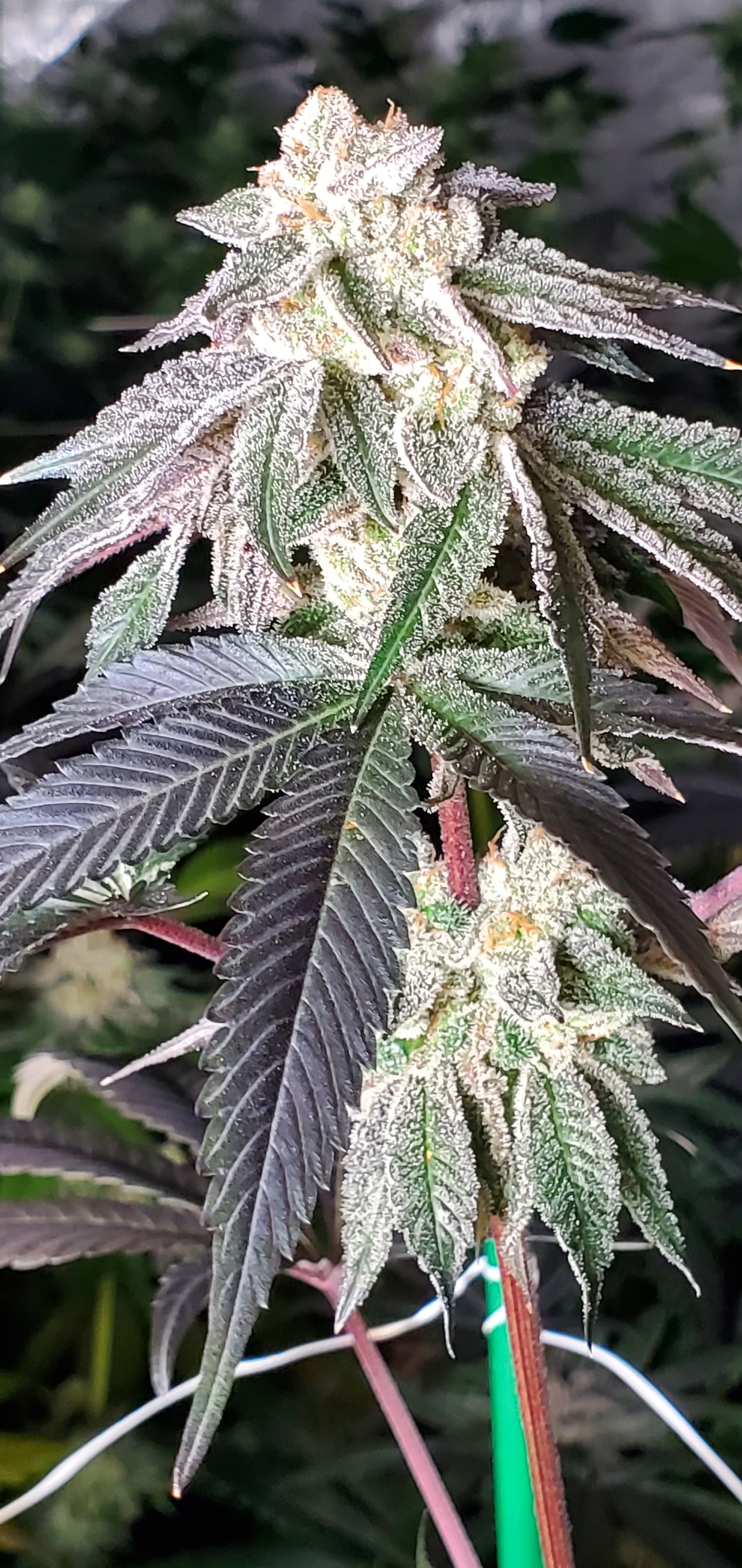 COSMIC LACEZ (FULL THRUST X LACEZ) FEM