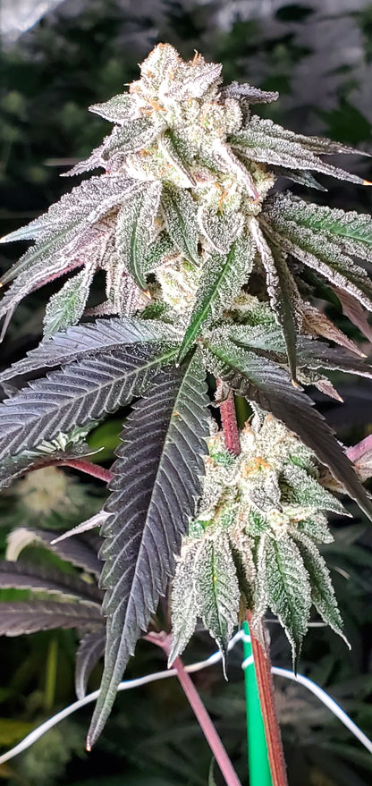 COSMIC LACEZ (FULL THRUST X LACEZ) FEM