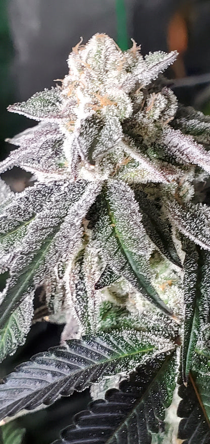 COSMIC LACEZ (FULL THRUST X LACEZ) FEM