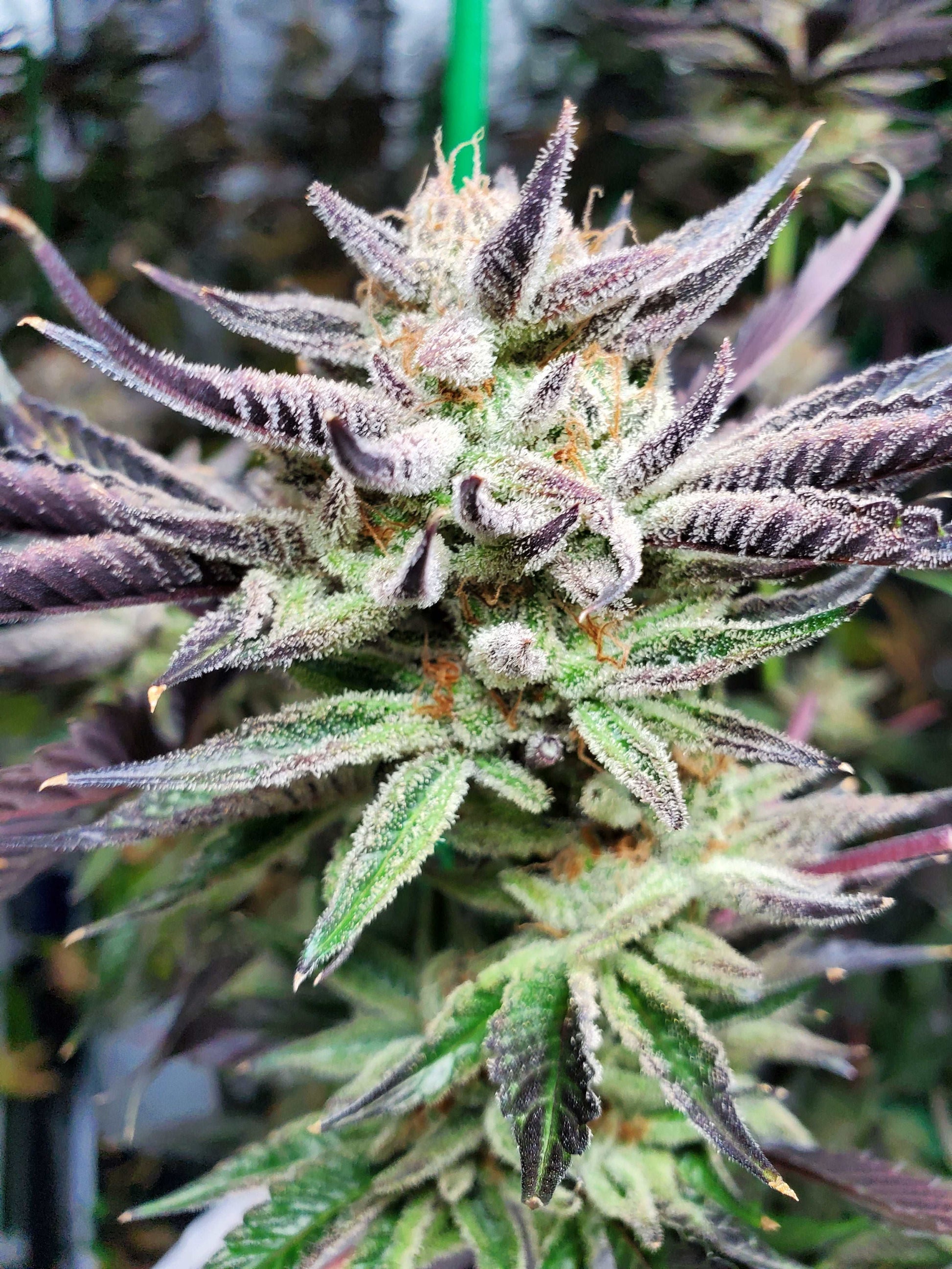 strawberry runtz seeds for sale FROOTIEZ (FEM) – SLG