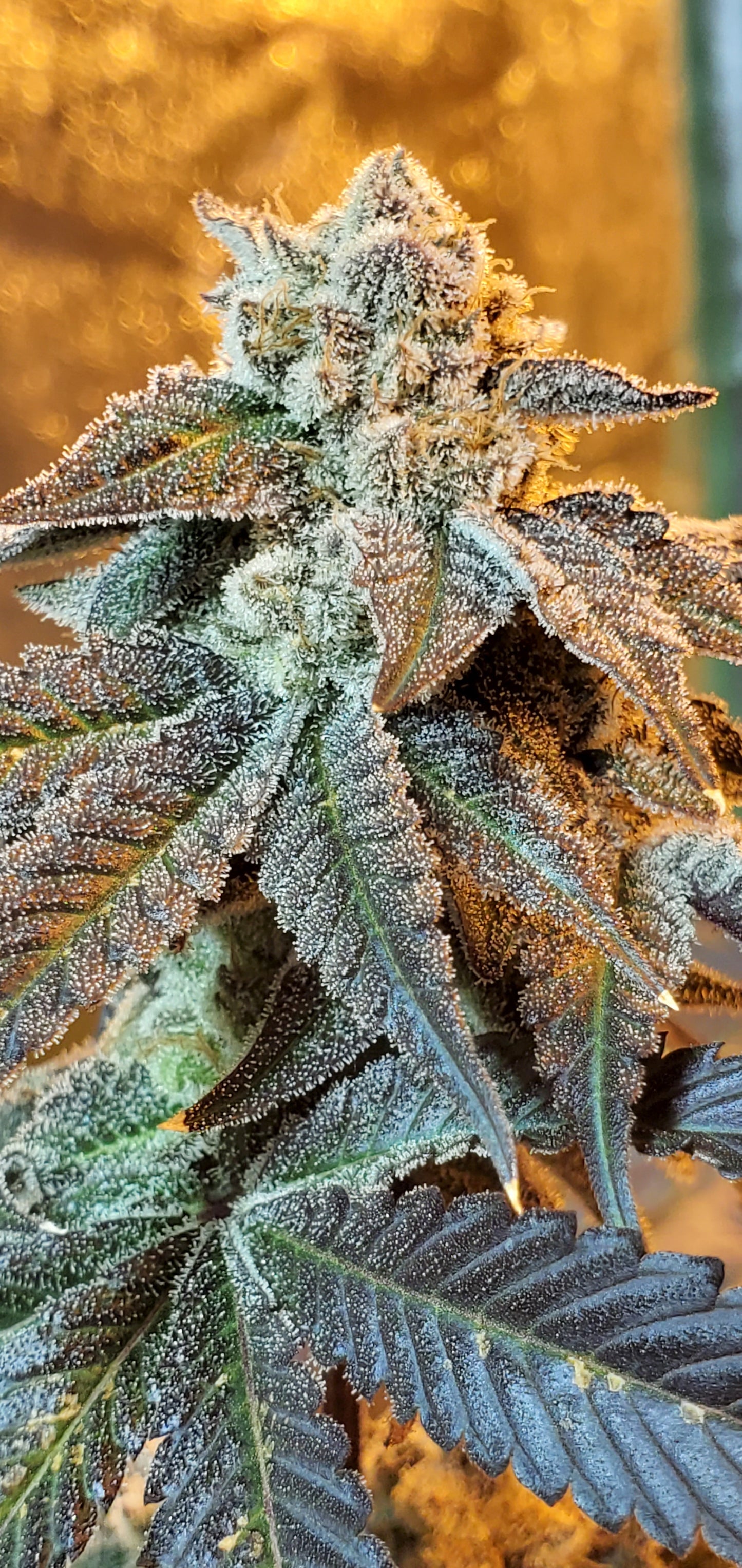 COSMIC LACEZ (FULL THRUST X LACEZ) FEM