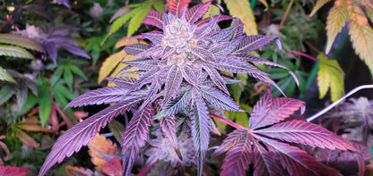 TOOTZIEZ (OOOZE X LACEZ) FEM