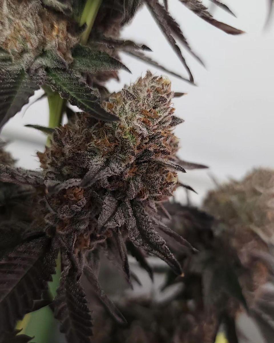 COOKIE CREAM CAKE (FEM)