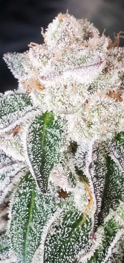 COSMIC LACEZ (FULL THRUST X LACEZ) FEM