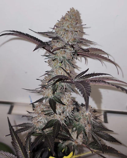 COOKIE CREAM CAKE (FEM)