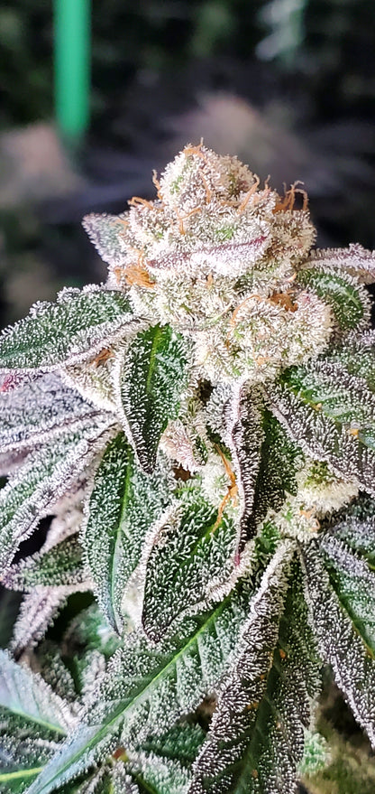 COSMIC LACEZ (FULL THRUST X LACEZ) FEM