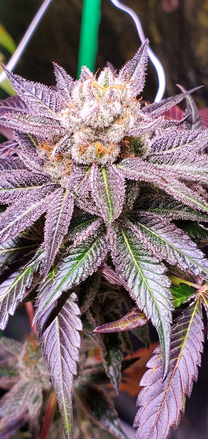 TOOTZIEZ (OOOZE X LACEZ) FEM