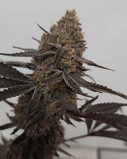 COOKIE CREAM CAKE (FEM)