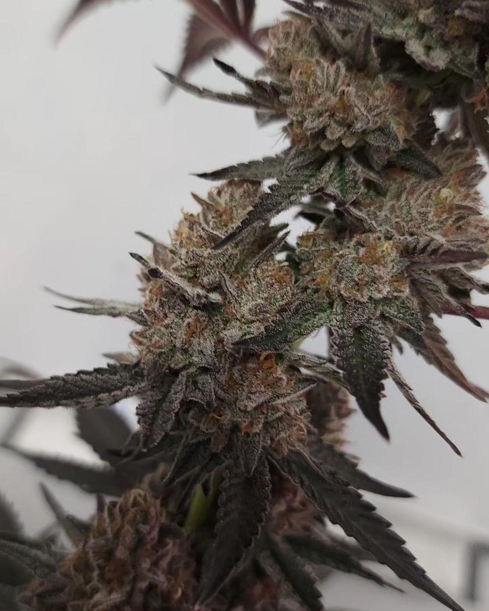 COOKIE CREAM CAKE (FEM)