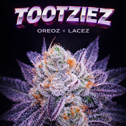 TOOTZIEZ (OOOZE X LACEZ) FEM