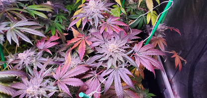 TOOTZIEZ (OOOZE X LACEZ) FEM