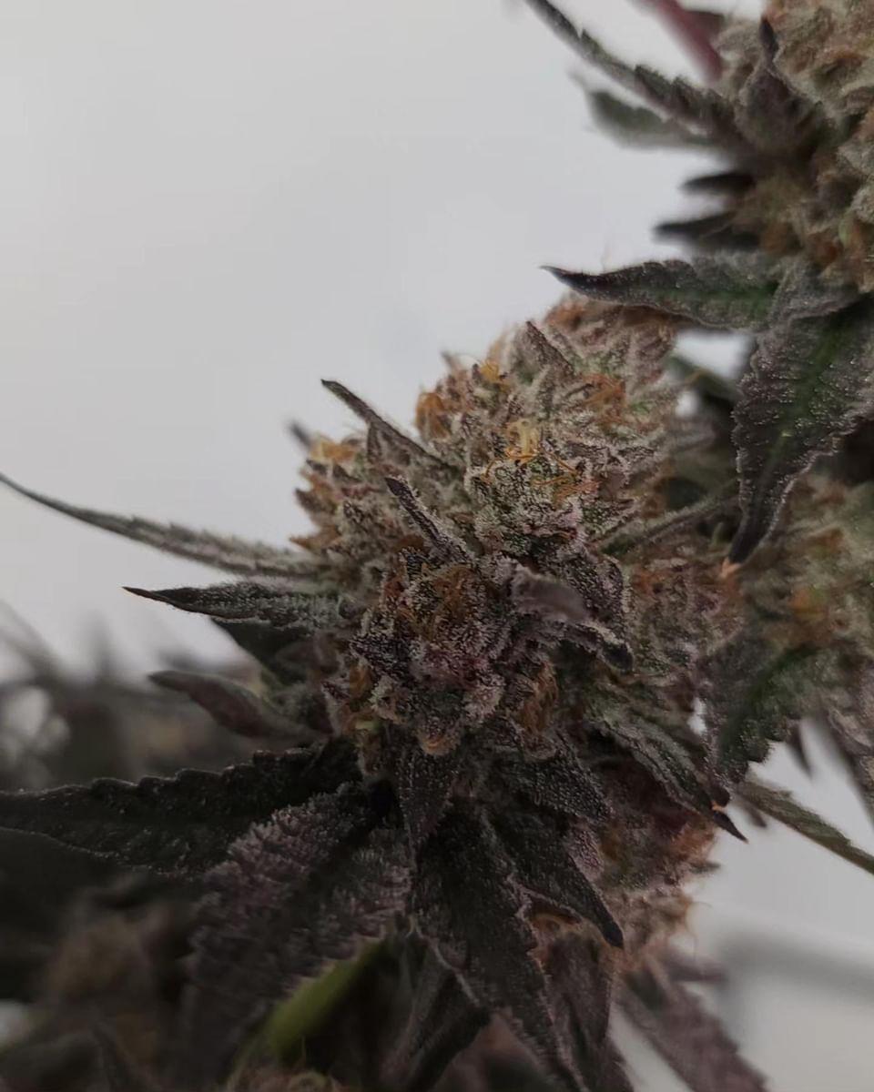 COOKIE CREAM CAKE (FEM)