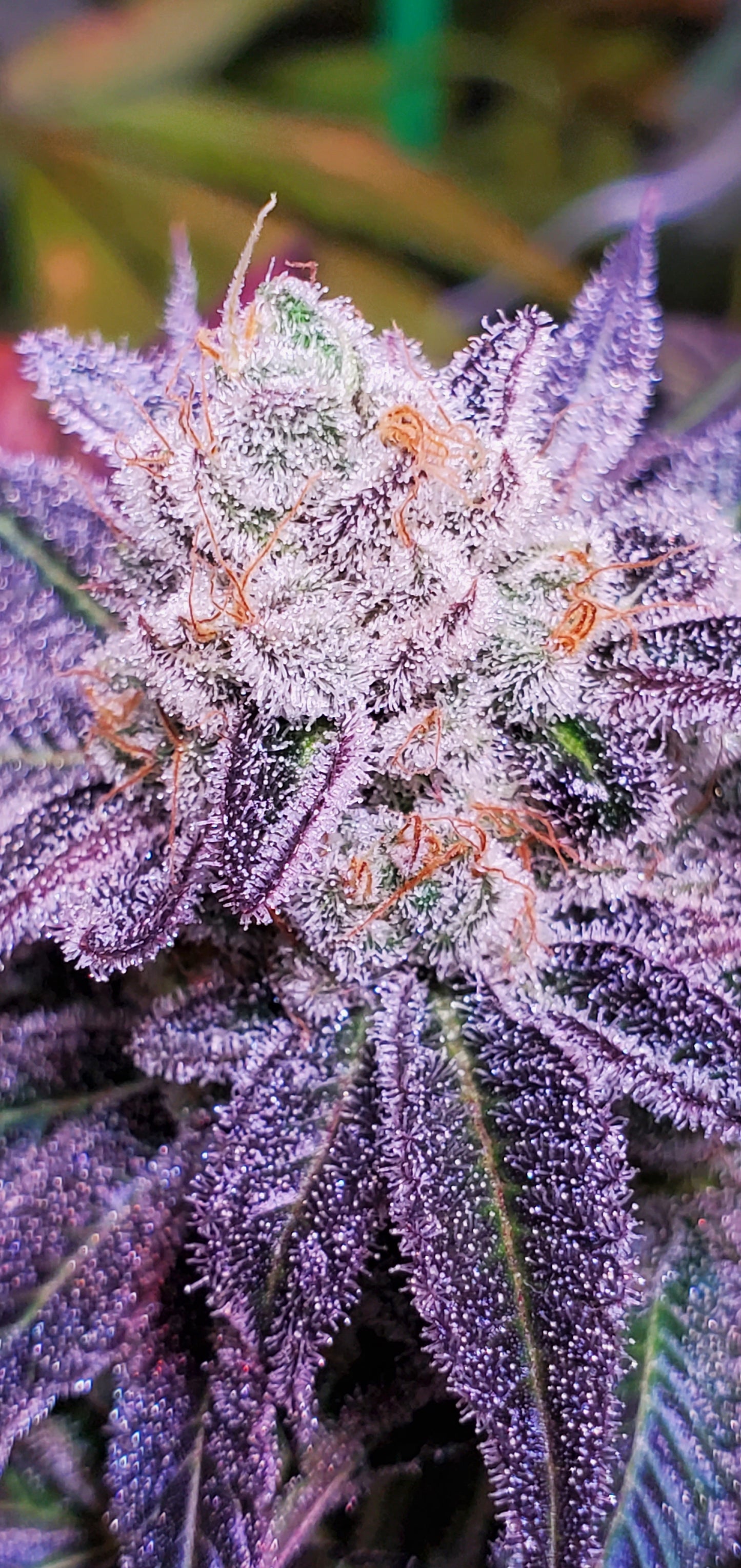 TOOTZIEZ (OOOZE X LACEZ) FEM