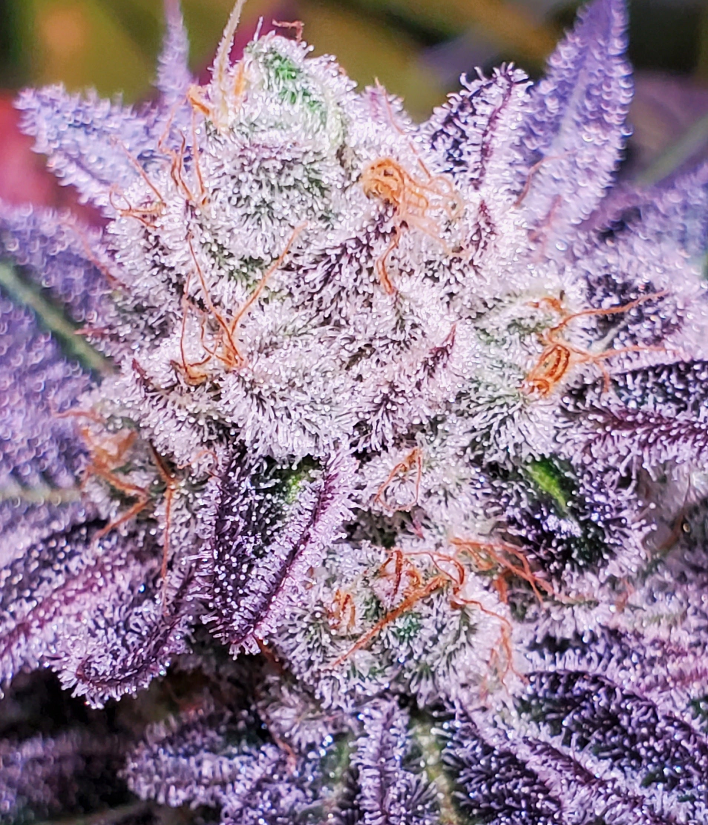 TOOTZIEZ (OOOZE X LACEZ) FEM