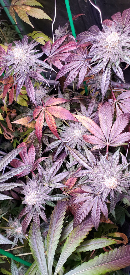 TOOTZIEZ (OOOZE X LACEZ) FEM