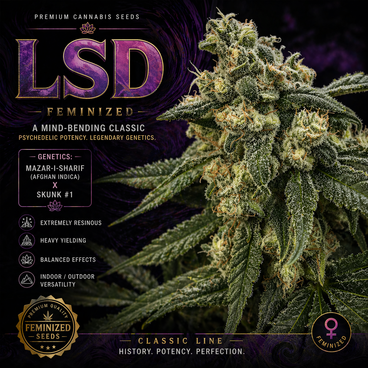 LSD (AFGHANI X SKUNK #1) FEM