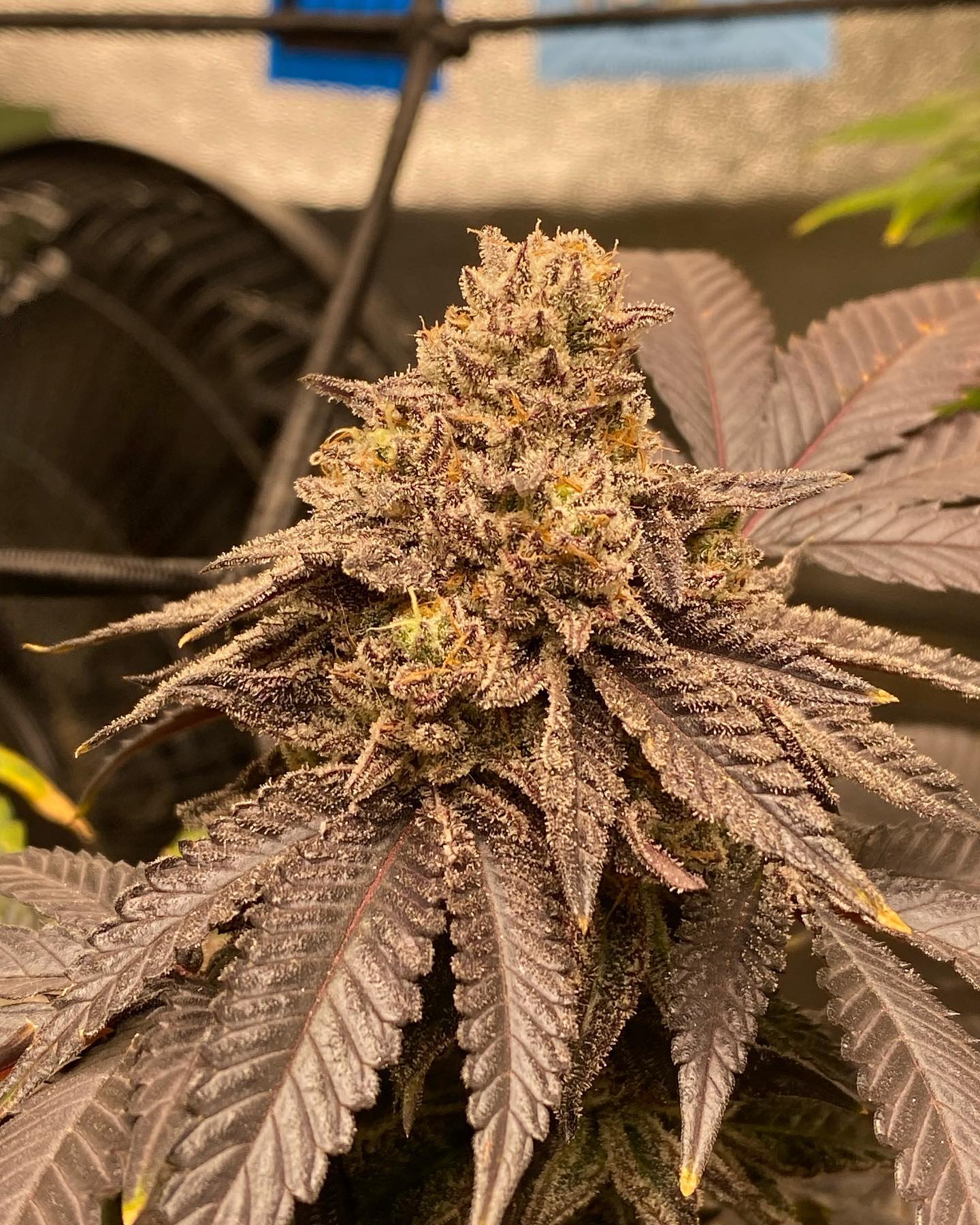 COOKIE CREAM CAKE (FEM)