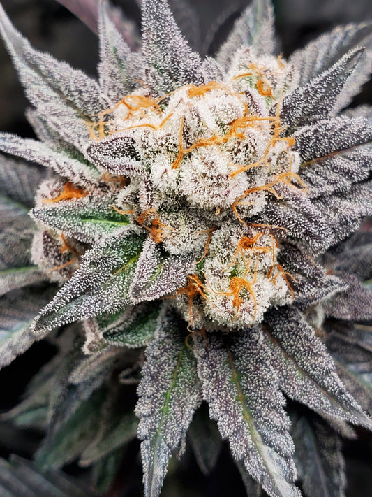 GRAPE TOOTSIE S1
