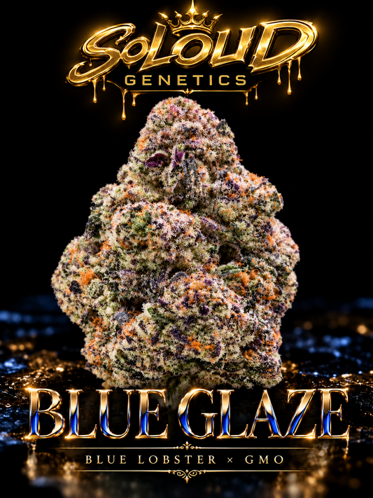 SoLoud Genetics Blue Glaze — Blue Lobster × GMO final approved luxury artwork