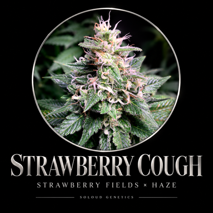 STRAWBERRY COUGH FEM — approved SoLoud Classics poster with original flower photo and Strawberry Fields × Haze lineage