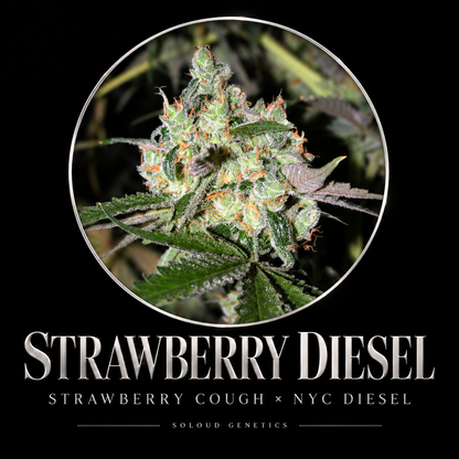 STRAWBERRY DIESEL FEM — approved SoLoud Classics poster with original flower photo and Strawberry Cough × NYC Diesel lineage