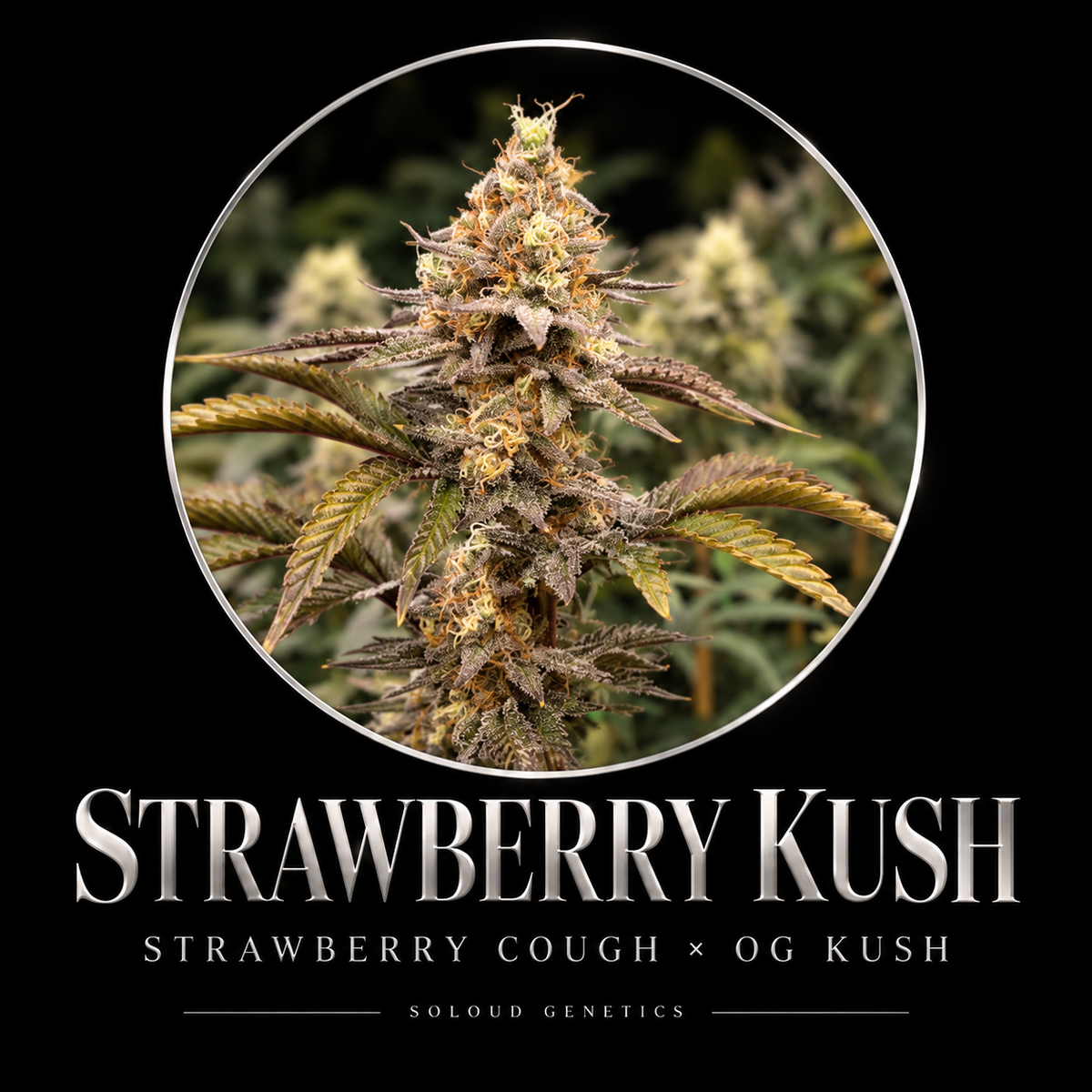 STRAWBERRY KUSH FEM — approved SoLoud Classics poster with original flower photo and Strawberry Cough × OG Kush lineage