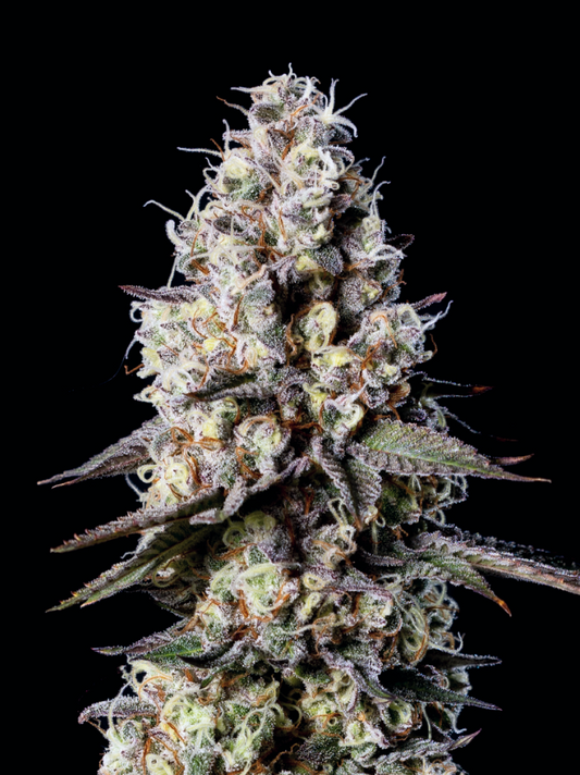 GMO flower from original cut used for SoLoud GMO S1, dense resinous cola on black background