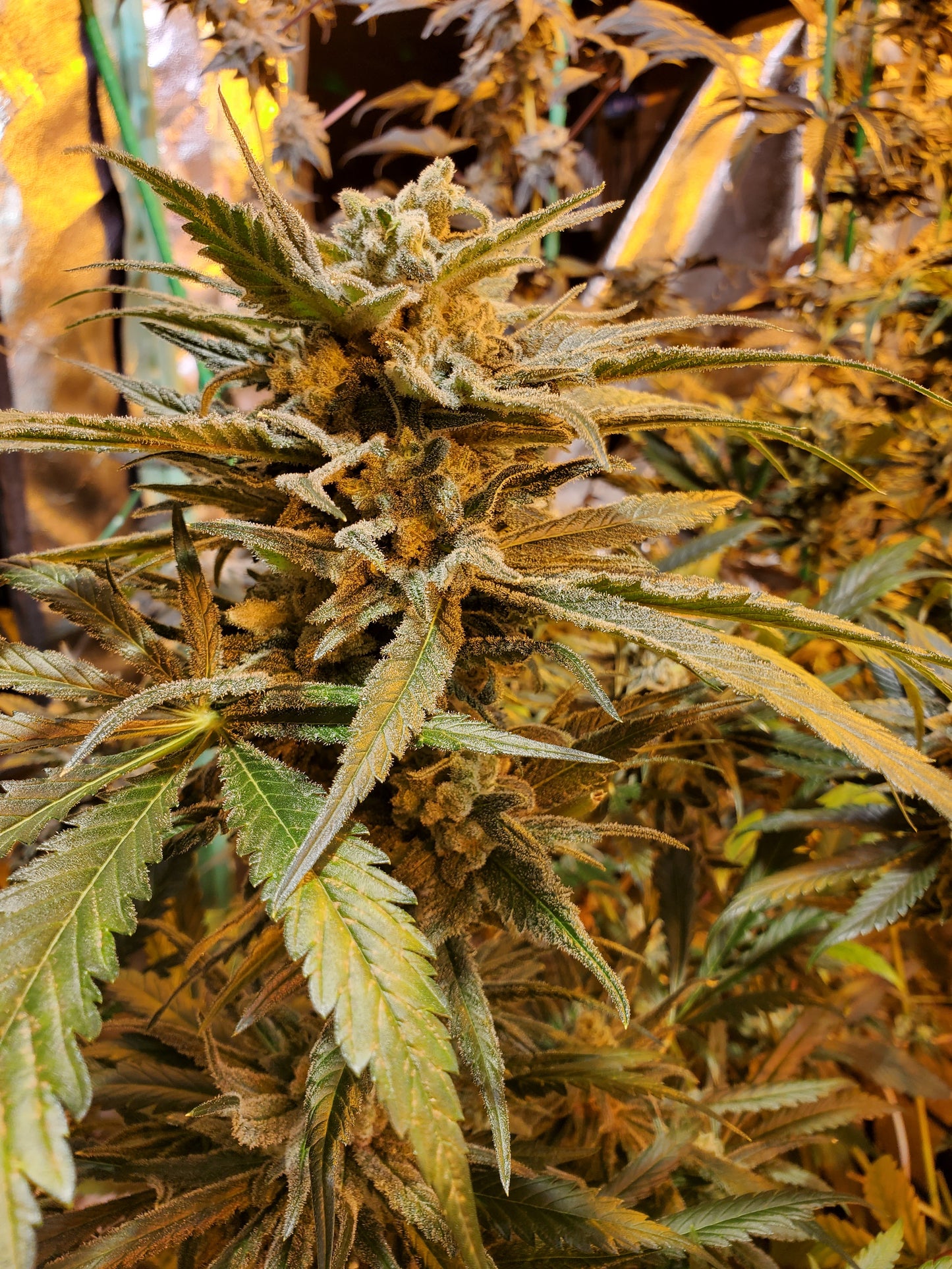 Afghani #1