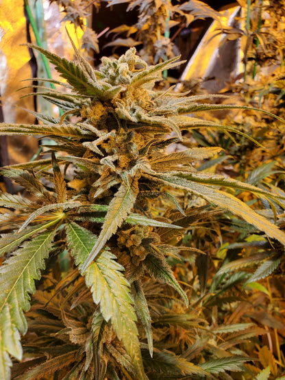 Afghani #1