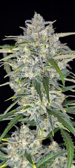 Sour Jealousy Auto Fem Seeds Fast Buds