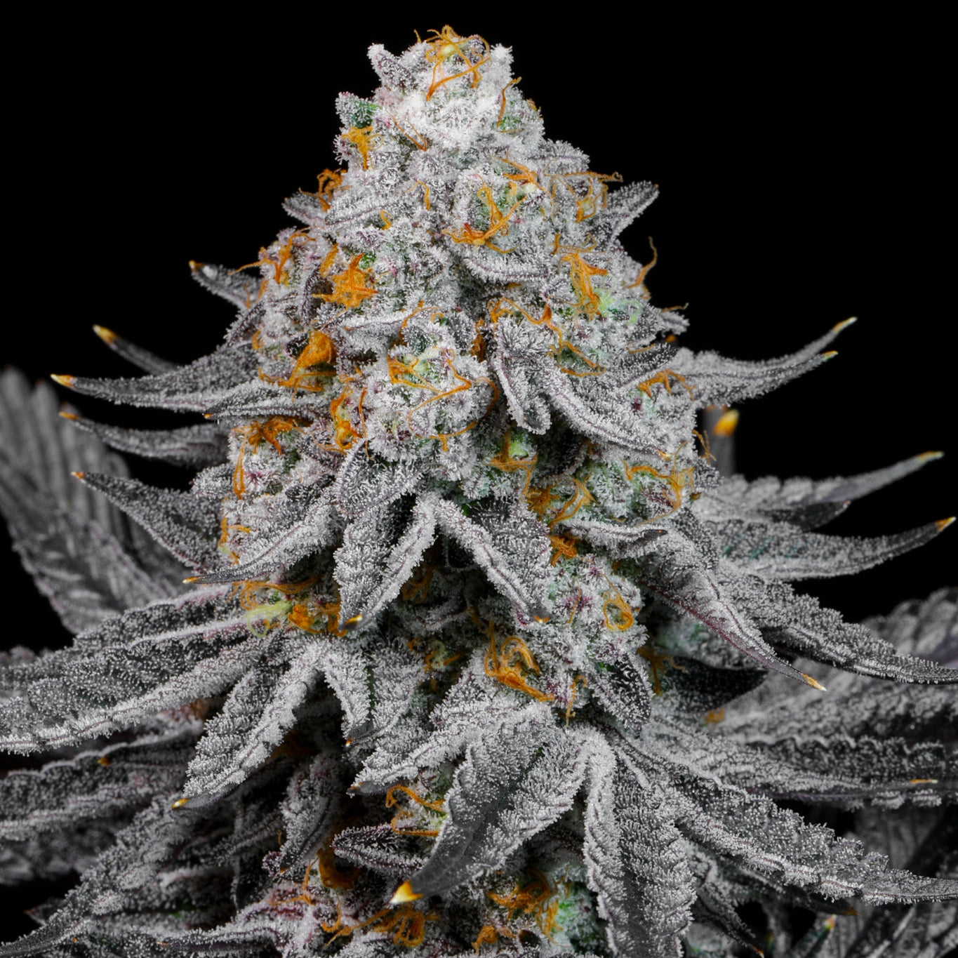 CANDI PAINT (SHARPIEZ X SUGAR TAB) FEM