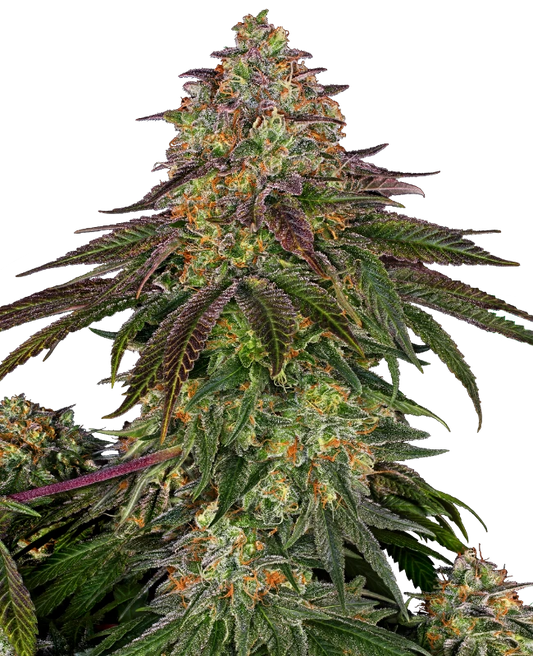 sweet cherry kush feminized seeds