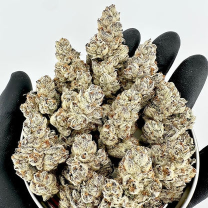 Wicked Fabuloso (Sherb N' Sour x Baker’s Dozen) FEM