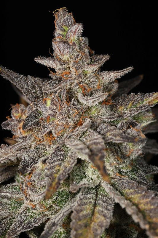 YA SMELL ME ♀ (YA HEMI X KEY LIME PIE)