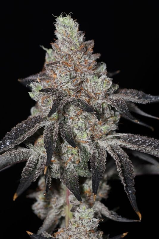 Z Lime Pie feminized seeds