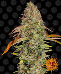 Zkittlez OG Auto Cannabis Seeds Feminized feminised