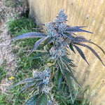Popscotti Cannabis Seeds Exotic Genetix