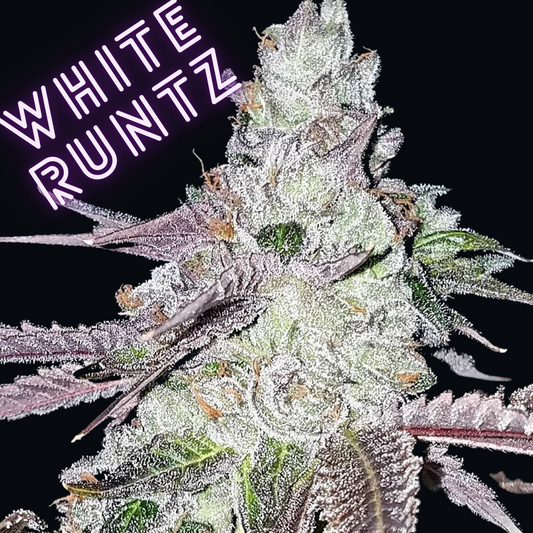 Raspberry Runtz White Runtz Feminized Line – SLG