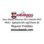 Sour Diesel/Abusive OG x Gelatti MVC MVC= (gelatti/sfv og/Chem D) Freebies