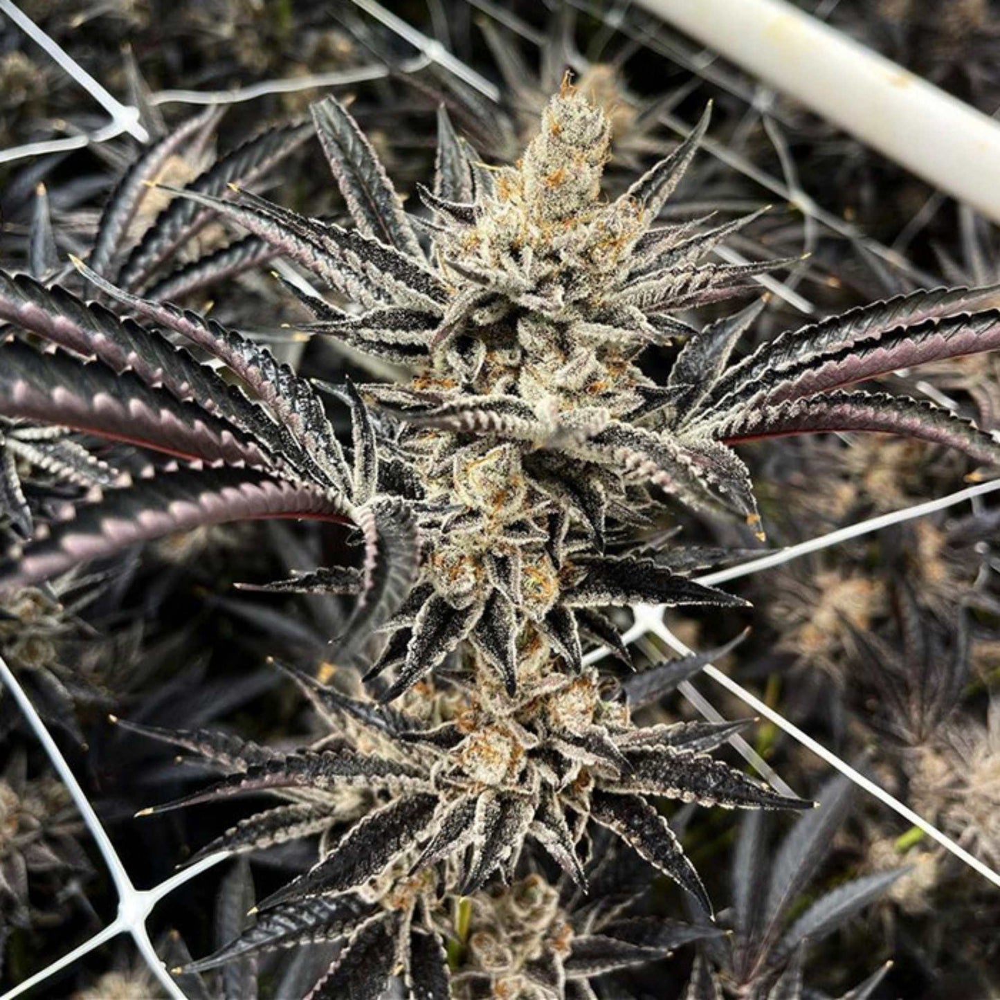 Fritter Glitter Cannabis Seeds Exotic Genetix