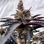 Twizzle Dance Seeds Exotic Genetix
