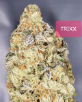 Trixx (fems)