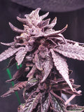 White Runtz S1 x OOOZE (fems)