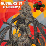 Gushers S1 Seeds