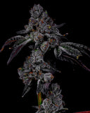 Lemon Cherry Belts (Rainbow belts x Lemon Cherry Gelato) LIT FARMS