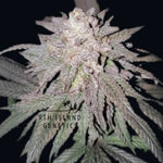 Biscotti Cannabis Seeds