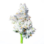 Watermelon Martini (Melonatta x Lemon Cherry Gelato) LIT FARMS